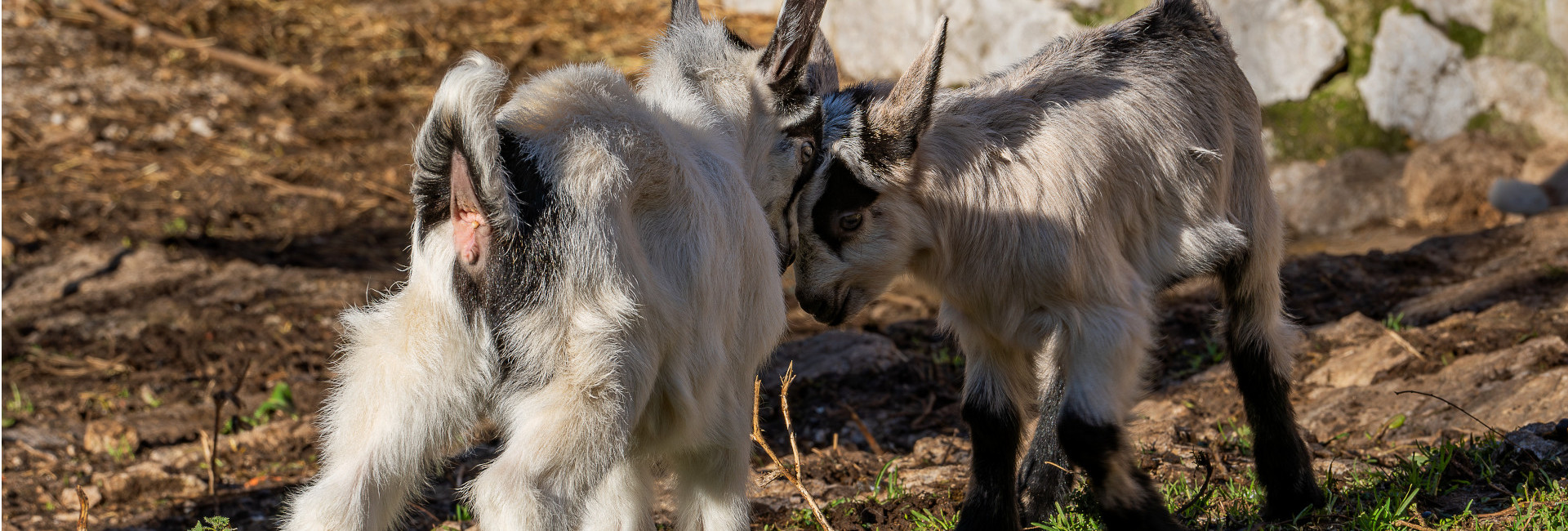 La Cultura del Queso