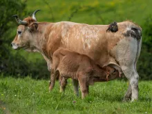 La ganadería de leche