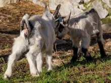 La Cultura del Queso