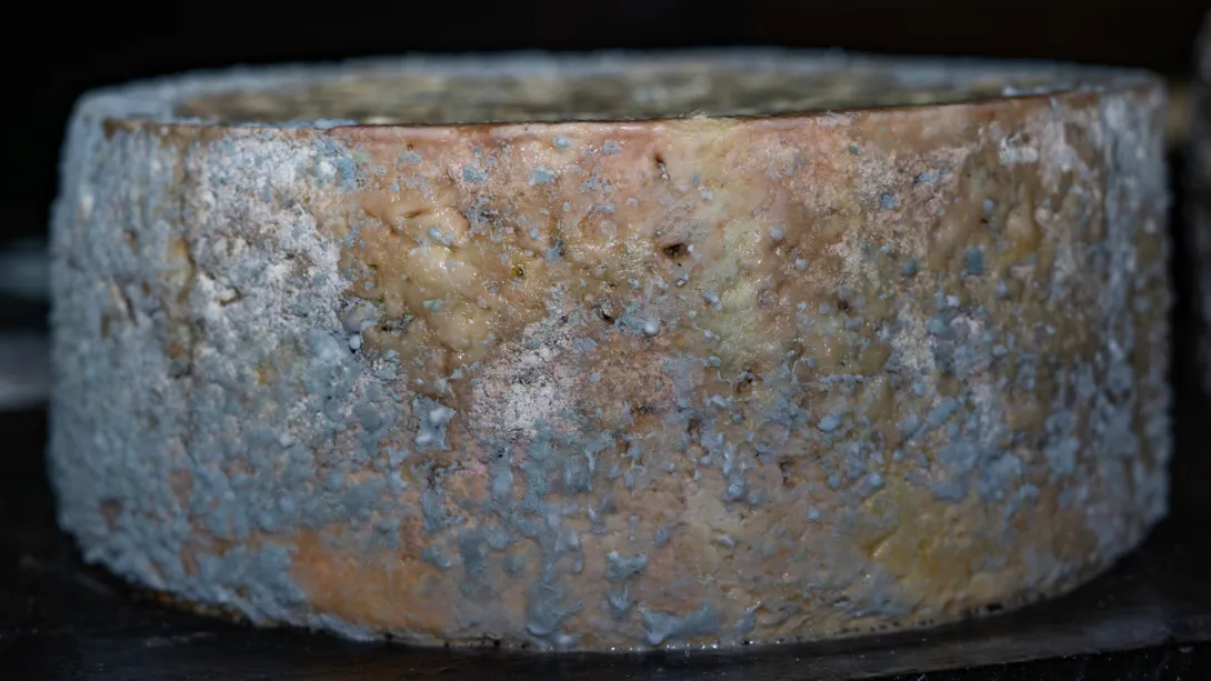 Gastronomia. El Quesu